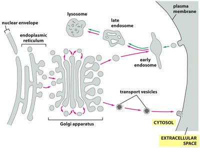 Diagram of the Golgi apparatus and vesicular trafficking pathways