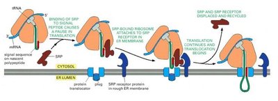 Diagram of co-translational transport into the ER via the SRP and translocator complex
