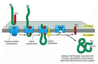 Signal peptidase cleaving the signal sequence during protein translocation into the ER