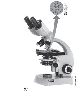 Compound light microscope with labeled parts