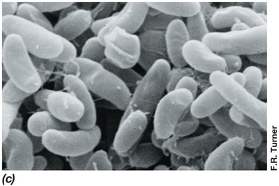 SEM image of bacterial cells