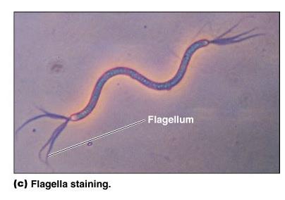 Endospore and flagella staining