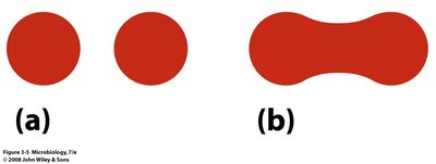 Resolution – distinguishing fine detail