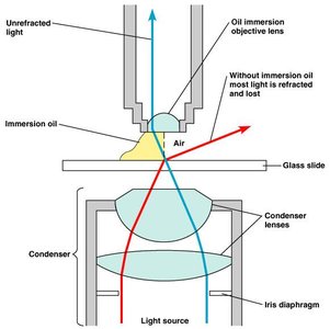 Diagram showing the effect of immersion oil on light refraction