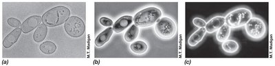 Comparison of bright-field, phase-contrast, and dark-field microscopy images
