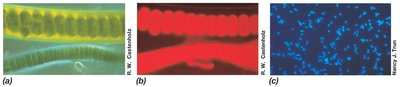 Fluorescence microscopy images showing autofluorescence and DAPI staining