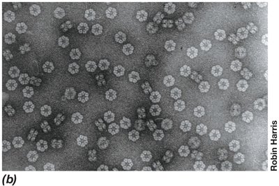 TEM image of molecular structures