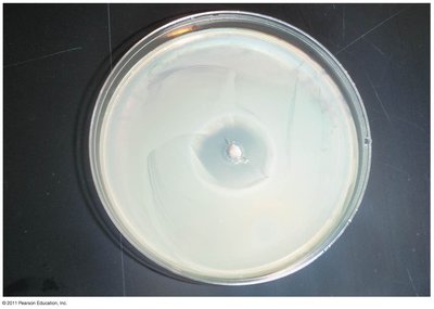 Effect of heavy-metal ions on bacterial growth