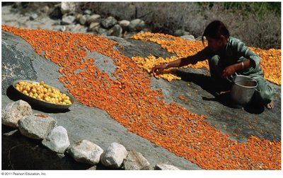 Dessication as a means of preserving apricots