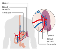 Spleen and blood vessels