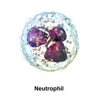 3D model of a neutrophil