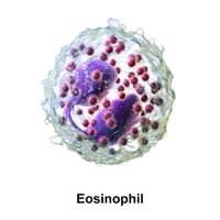 3D model of an eosinophil
