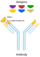 Antibody structure and antigen binding