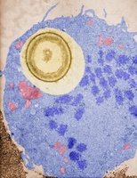 Macrophage engulfing pathogen