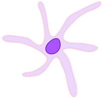 Dendritic cell illustration