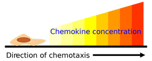 Chemokine gradient and cell migration