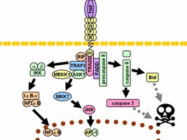 TNF signaling pathway