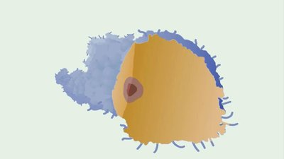 Phagocytosis: Microbes that evade it