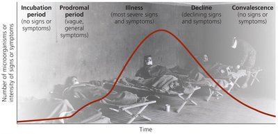 The stages of infectious diseases