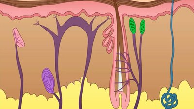 Virulence factors: Penetrating host tissues