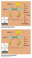 Alcohol and lactic acid fermentation pathways
