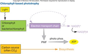 Light reactions in oxygenic photosynthesis