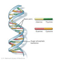 DNA double helix with base pairs and sugar-phosphate backbone