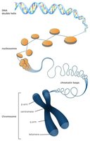 DNA wraps around histone octamer to form nucleosome