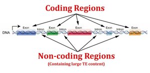 Chromosome with coding and non-coding DNA regions