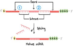 Exons and introns in pre-mRNA and splicing to form mature mRNA