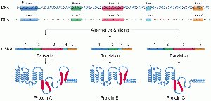 Alternative splicing produces different proteins from the same gene