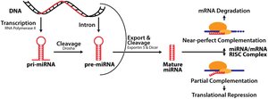 miRNA biogenesis and gene silencing mechanisms
