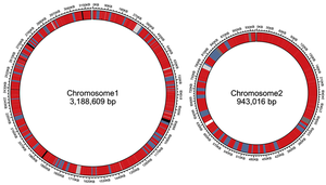 Bacterial cell with plasmids and nucleoid
