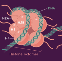 DNA wrapped around histone proteins in nucleosome structure