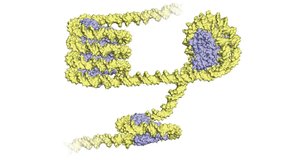 DNA packaging with nucleosomes and higher-order structure