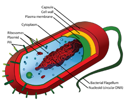 Bacterial cell with nucleoid and chromosome