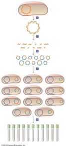 Overview of recombinant DNA technology process