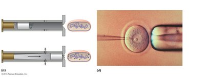 Gene gun and microinjection methods for DNA insertion