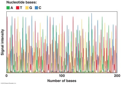 Automated DNA sequencing chromatogram