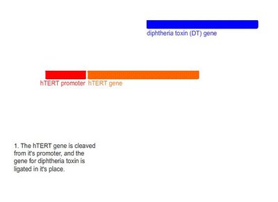 Gene therapy strategy using hTERT promoter and diphtheria toxin gene