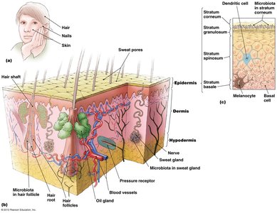 Microbiology Study Guide: Skin and Wound Diseases Overview | Notes