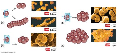 Arrangements of cocci