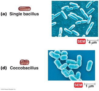 Single bacillus and coccobacillus