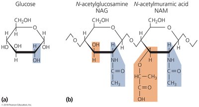 Structures of glucose, NAG, and NAM