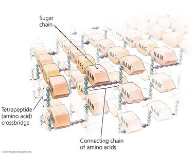 Structure of peptidoglycan