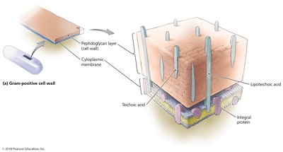 Gram-positive cell wall structure