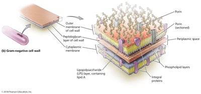 Gram-negative cell wall structure
