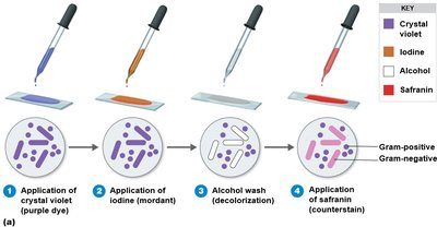 Gram staining steps