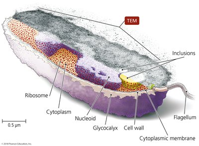 Typical prokaryotic cell structure