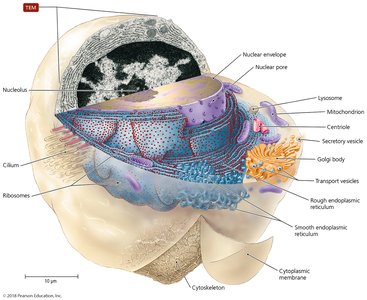 Typical eukaryotic cell structure